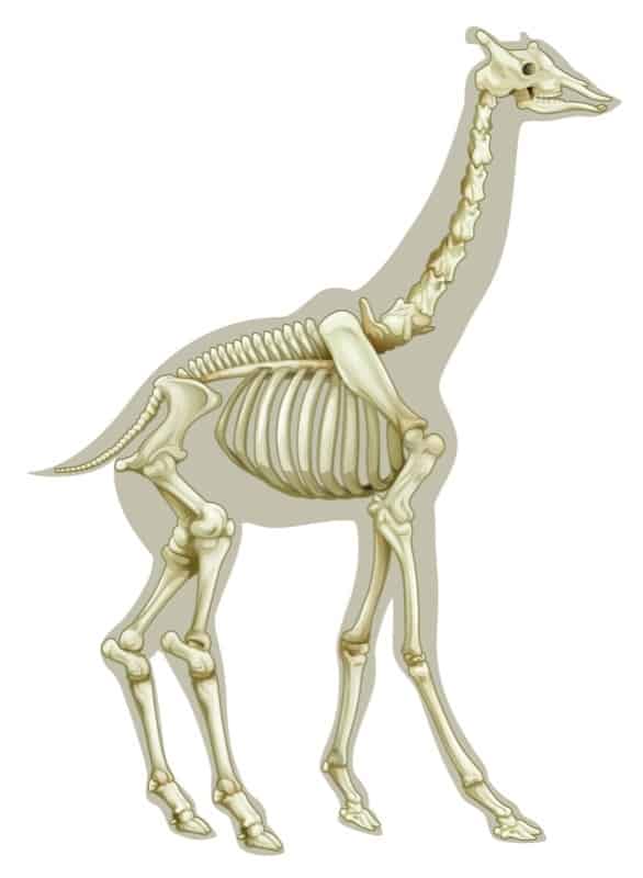 ilustracion vertebras jirafa