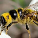 ¿La abeja es un animal vertebrado o invertebrado?
