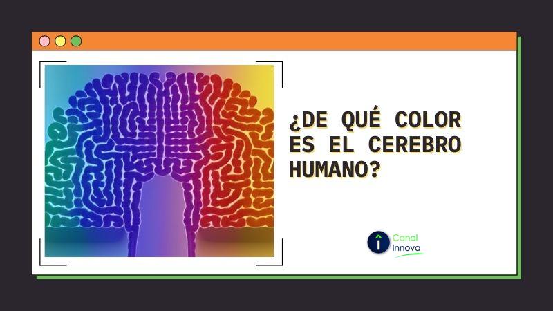 De-que-color-es-el-cerebro-humano